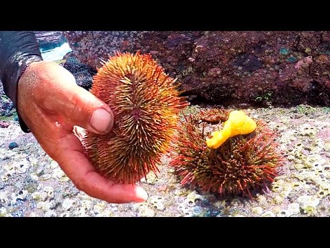 Vídeo: Com Fer Un Eriçó Herbós Amb Un Mitjó