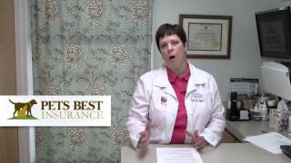 Hyperthyroid in Cats Part I: Causes and Symptoms
