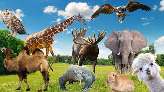 Animais Selvagens e seus Sons | Som da Zebra, Leopardo, Tigre, Lobo, Elefante e muito mais
