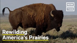 How to Bring Biodiversity Back to American Prairies