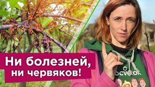 СРОЧНО ОБРАБОТАЙТЕ ВИШНЮ И ЧЕРЕШНЮ ОТ БОЛЕЗНИ, КОТОРАЯ “СЖИГАЕТ” ДЕРЕВЬЯ В МОМЕНТ!