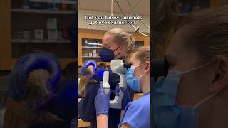 Get a closer look at animal healthcare