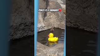 Punch the monkey swim in zoo#shorts