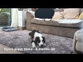 Miniature American Shepherd Puppy Tricks | Kyro