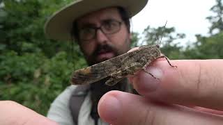 Good Day Finding Grasshoppers
