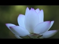 蓮池　[ Lotus pond ] 和歌山県植物公園緑花センター の動画、YouTube動画。