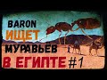 Как поймать муравьиную матку в Африке? #ШОТАГДЕТА //Муравьи//Влог мирмикипера