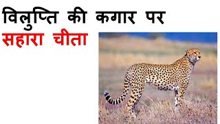 Sahara Cheetah in endanger and in Red Data Book.