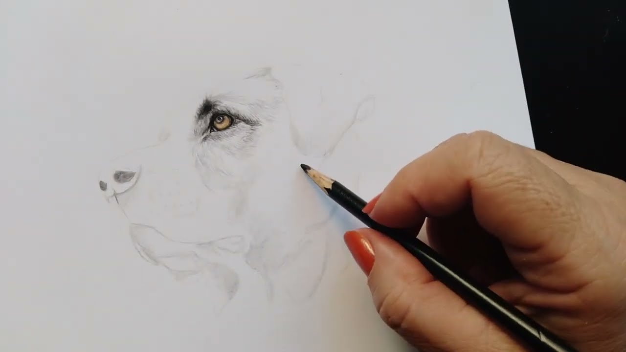 Panda vermelho como desenho realista em lápis de cor passa a passo: olhos 