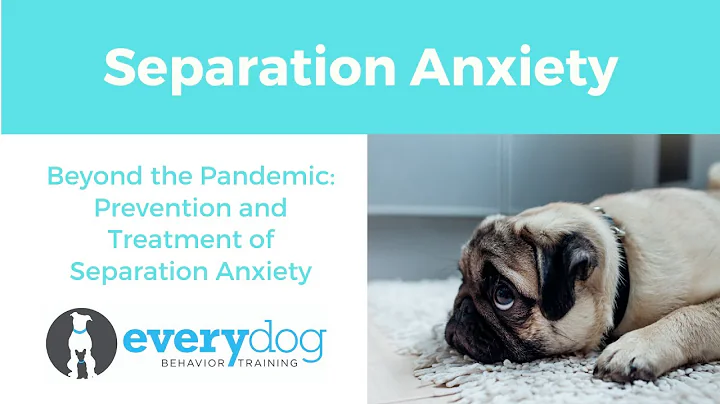 SEPARATION ANXIETY- Beyond the Pandemic, Preventing/Fixing Separation Anxiety in Your Dog
