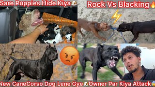New CaneCorso Dog Lene Gye Delhi🐶Owner K Upper Attack Krdiya😰|| Rock Vs Blacking🔥Dogs Training Soon💪