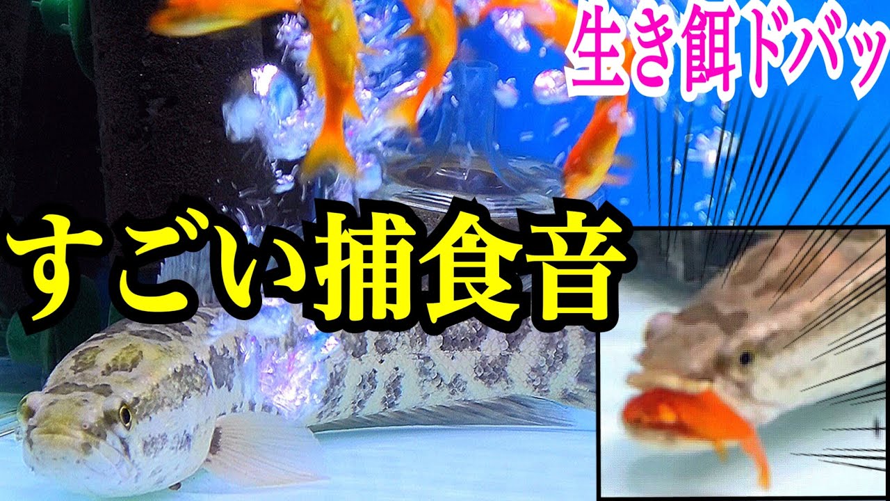 It was like a popping sound! When I fed a snakehead with live bait