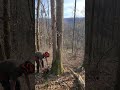 Abattage chêne double #bucheron #stihl #boisdechauffage #wood #chene #ms500i #chainsaw #tree