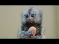 World's Smallest Monkeys! Thumb Monkey - Illegal Chinese Pet