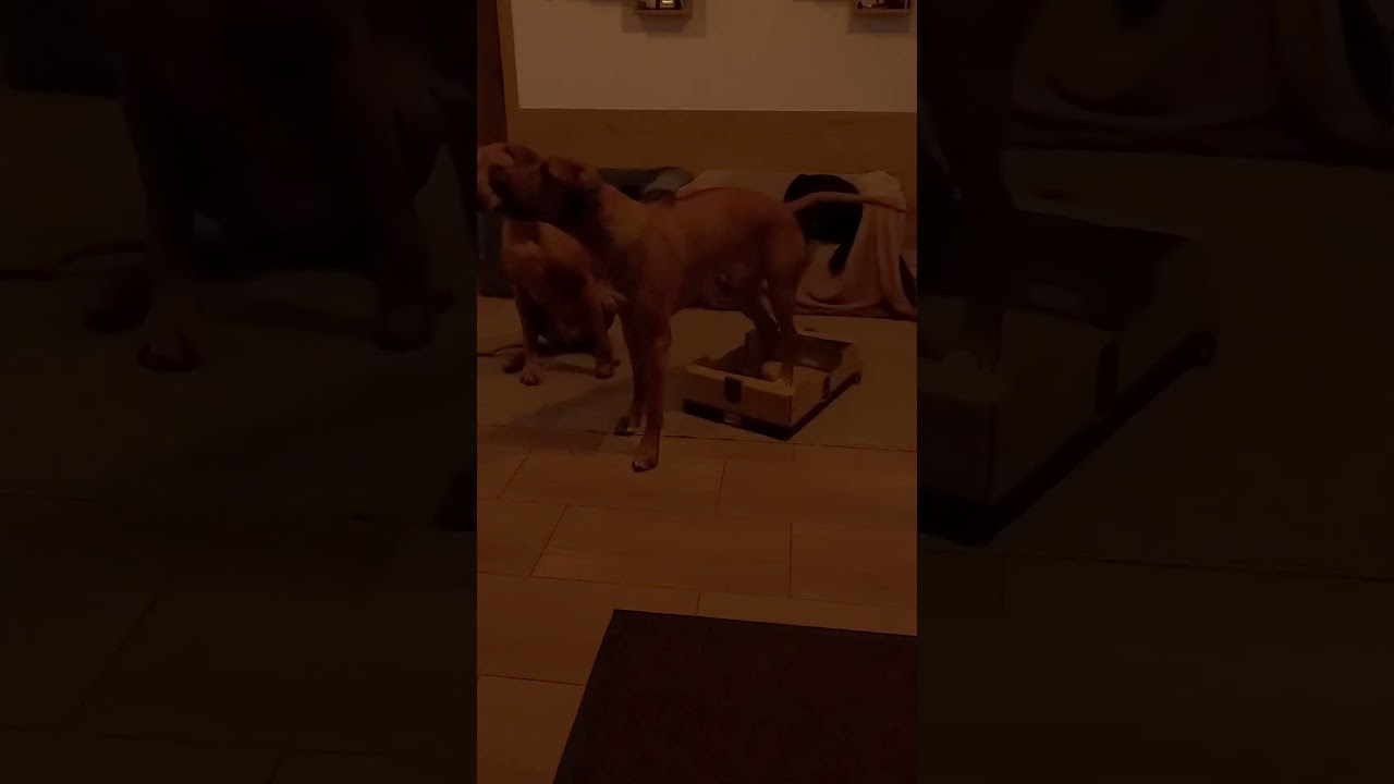 Titan, Alex: head to the box ( Rhodesian Ridgeback and the black Labrador ) 