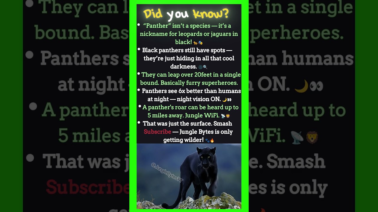 Panther Facts That Sound Fake… But Aren’t! 🐆🤯🌌