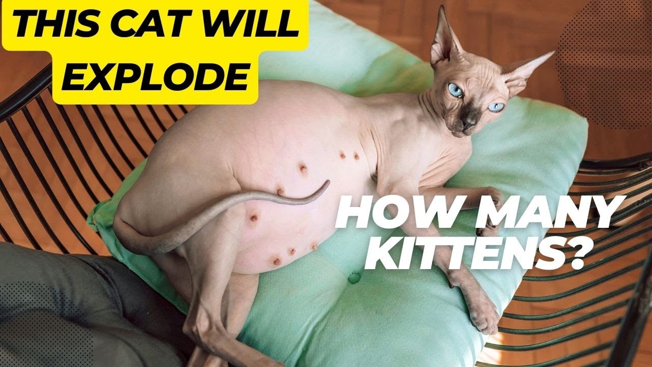 Pregnant Sphynx Cat Before Giving Birth | Final Days - YouTube