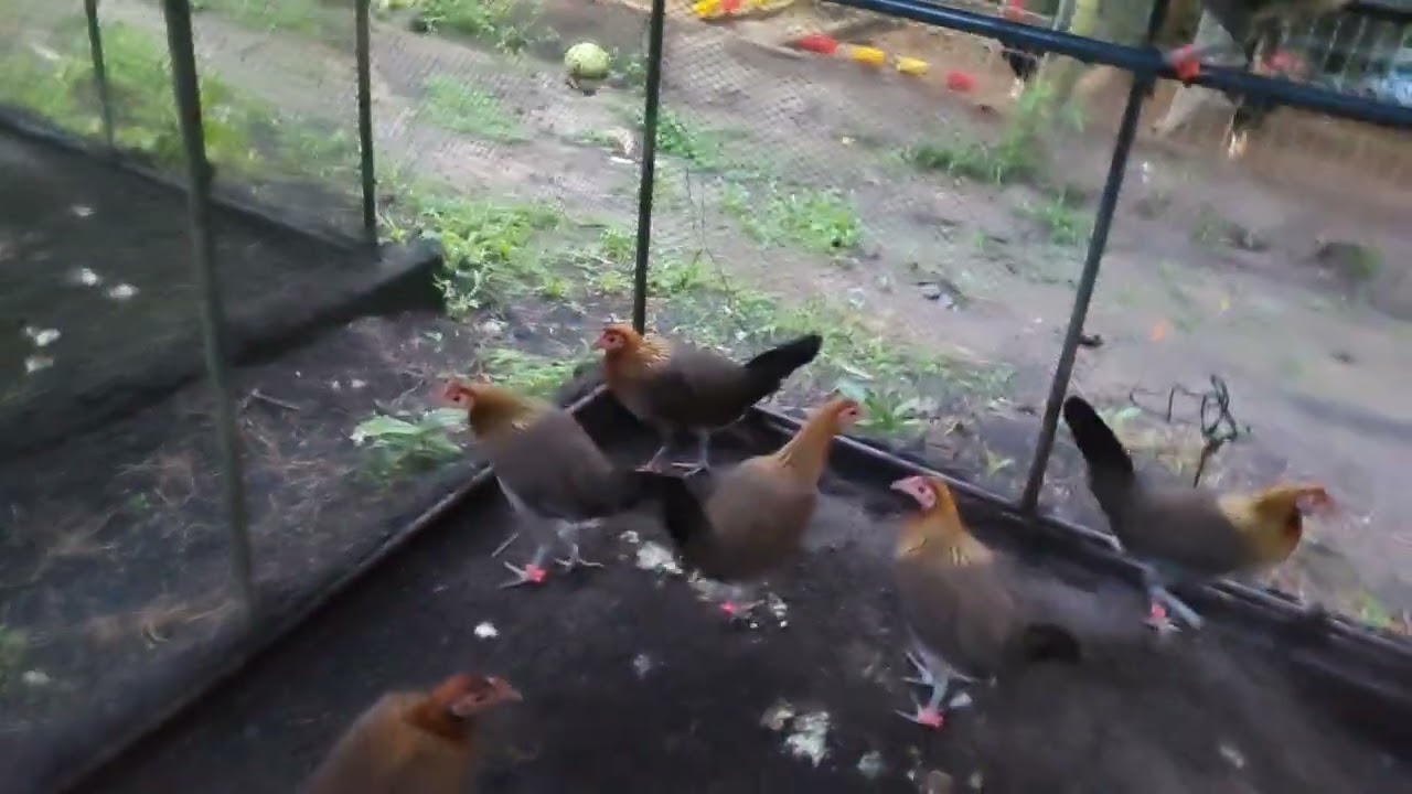 My Daily Farm Routine as a Full Time Breeder 