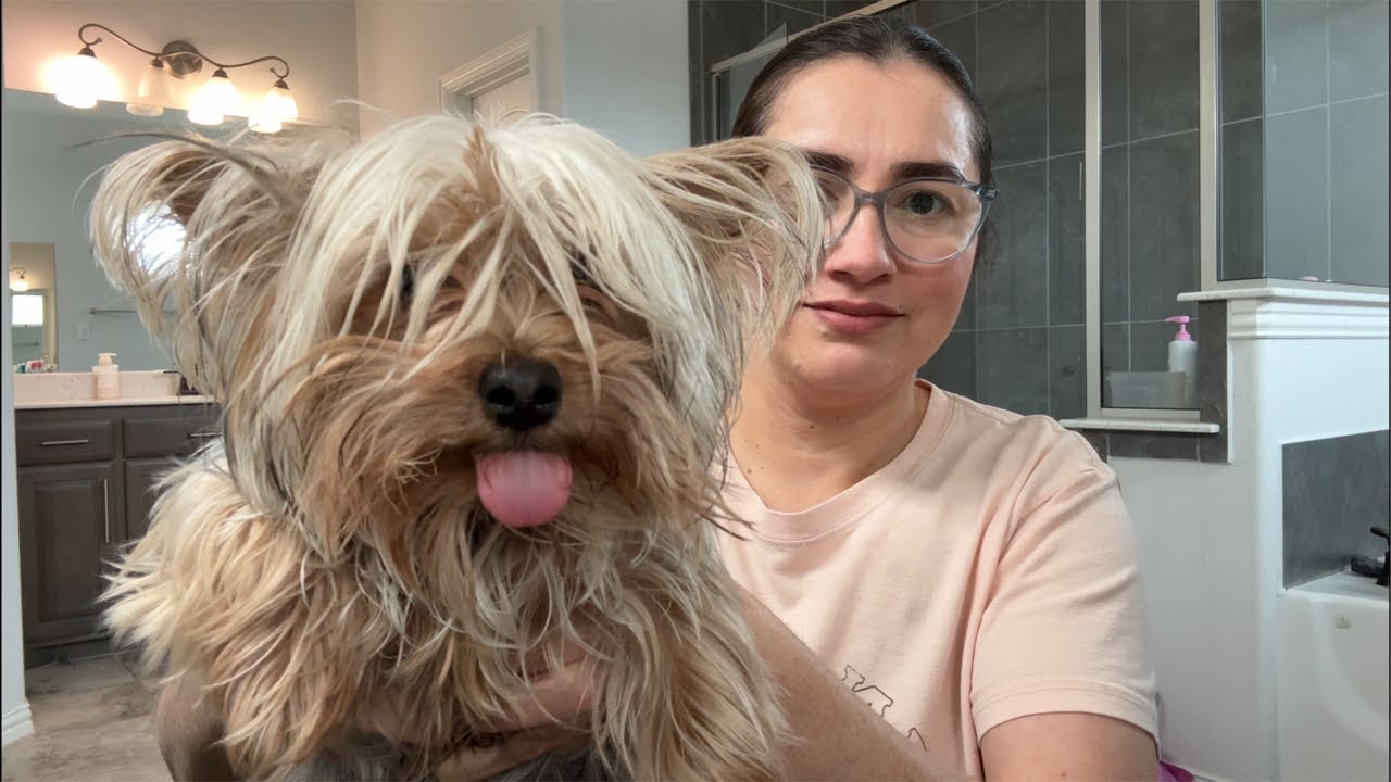 Día de spa para Chispa: baño relajante y mucho amor 🛁🐕