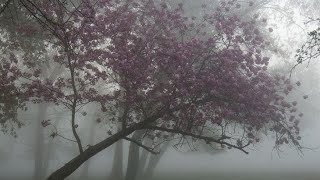 lonely - palaye royale (türkçe)