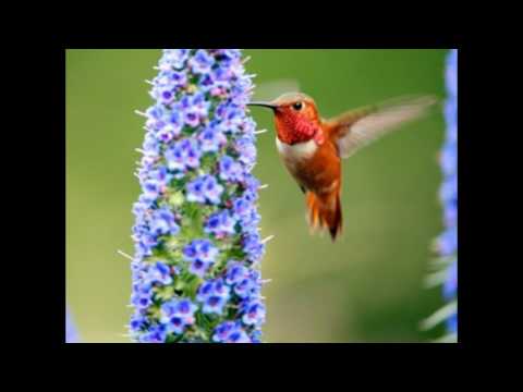 موسيقى تصويرية اجمل فساتين وعصافير 