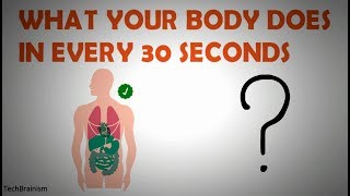 What your body does in every 30 Seconds | Science Explained | TechBrainism
