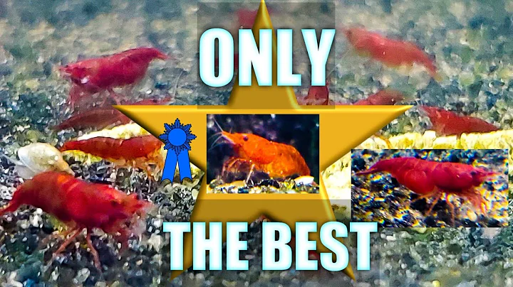 Breeding THE BEST Shrimp - Bloody Mary Shrimp