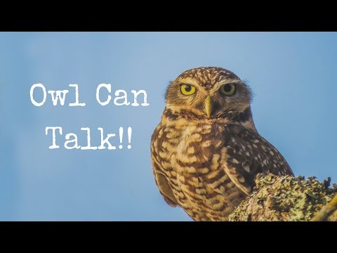 owl-can-talk!