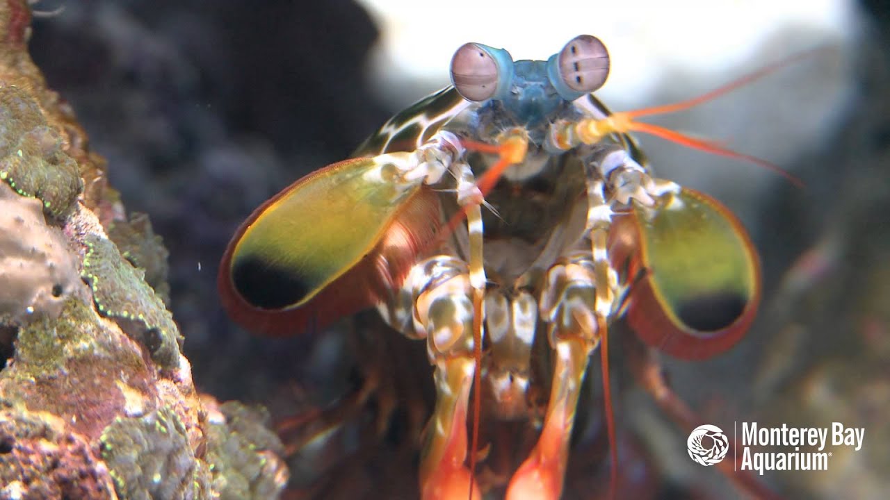 meet the mighty mantis