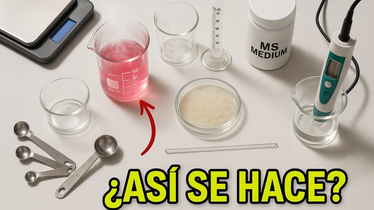 Cómo Preparar Medio de Cultivo para Plantas In Vitro | Tutorial paso a paso
