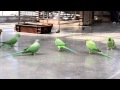 掛川花鳥園　ワカケホンセイインコ会議2012