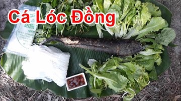 CÁ LÓC ĐỒNG NƯỚNG CHẤM MẮM ME NHÂM NHI NGÀY CHỦ NHẬT DÂN DÃ MIỀN TÂY - MONNGONTV