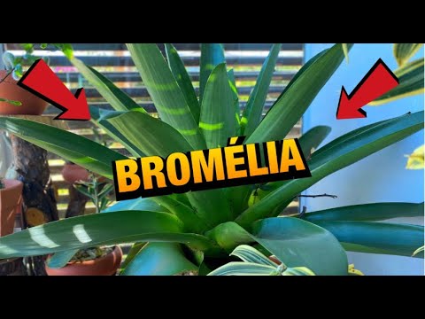 Vídeo: Informações Sobre Regar Bromélias