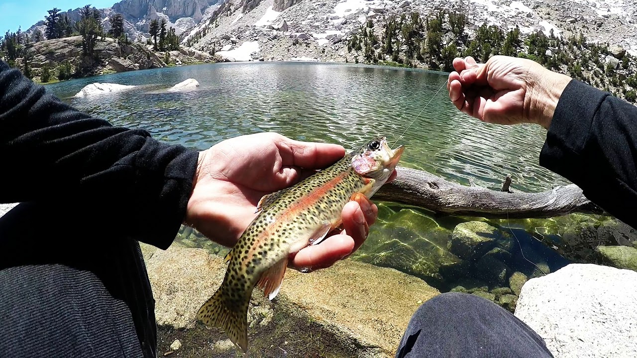 Colorful, Feisty Brook Trout at Heart Lake (Eastern Sierra) - YouTube