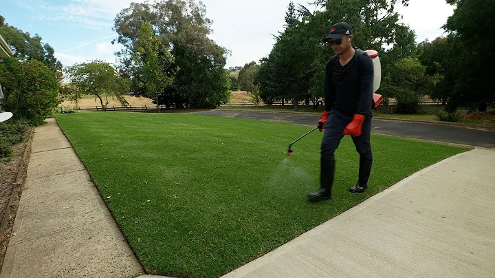 How I'm Killing Clover and other Weeds in My Lawn // Par 3 Update