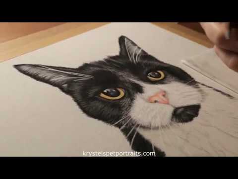 Black and white tuxedo cat pastel pet portrait 