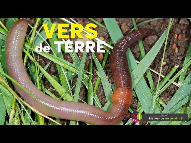 Les vers de terre