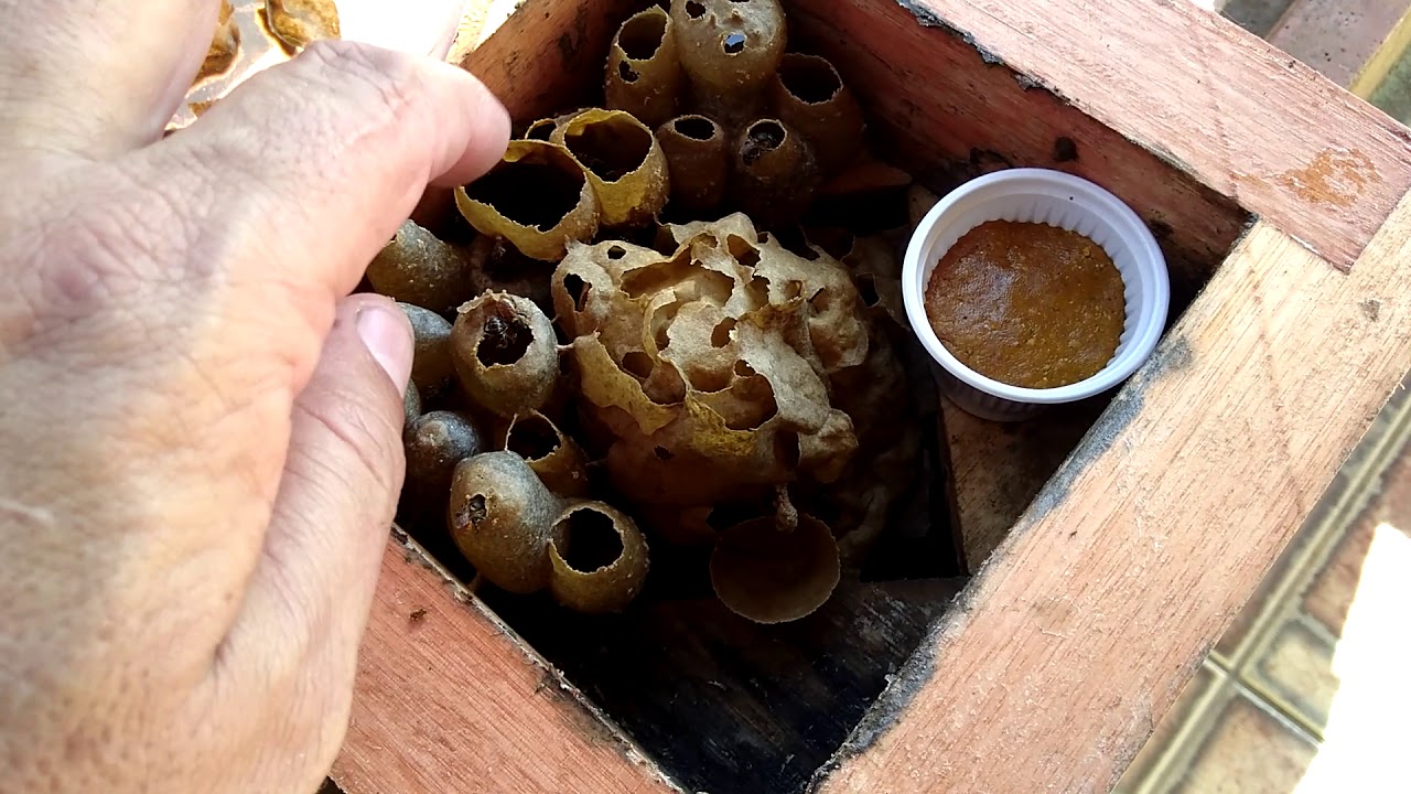 Abelha Manduri 🐝 alimentação protéica.