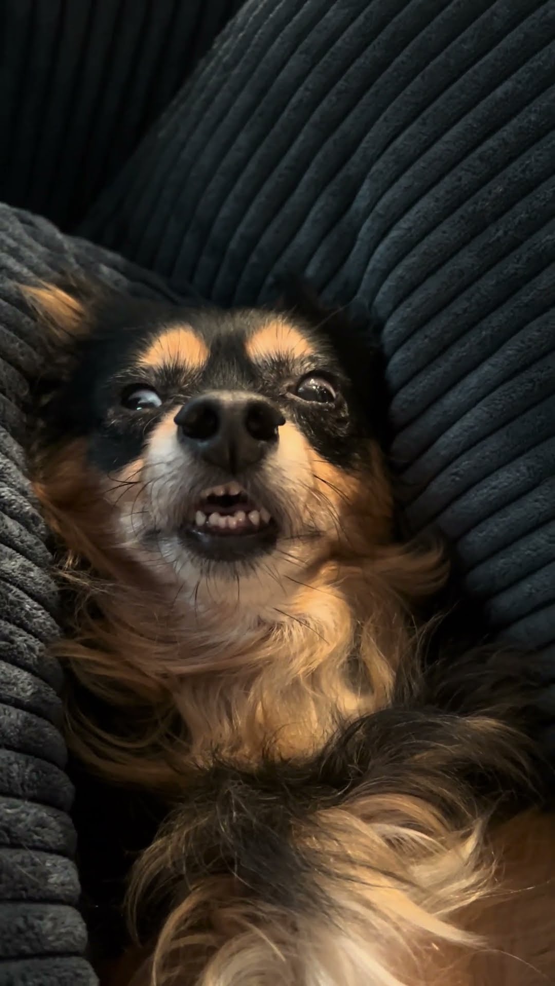 Daschund Naps With Eyes Open || ViralHog
