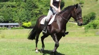 Finn flat schooling at home