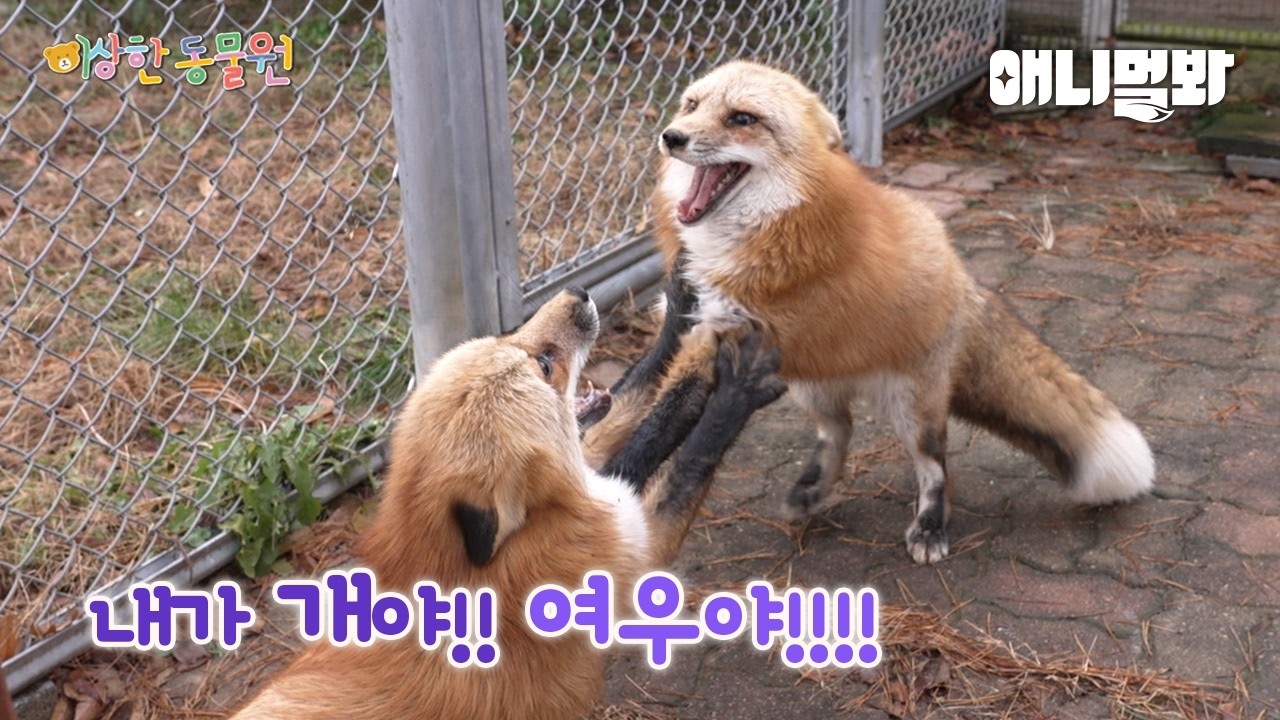 ???: Я собака!!! Или лиса!!?ㅣСпециальный центр для животных E04