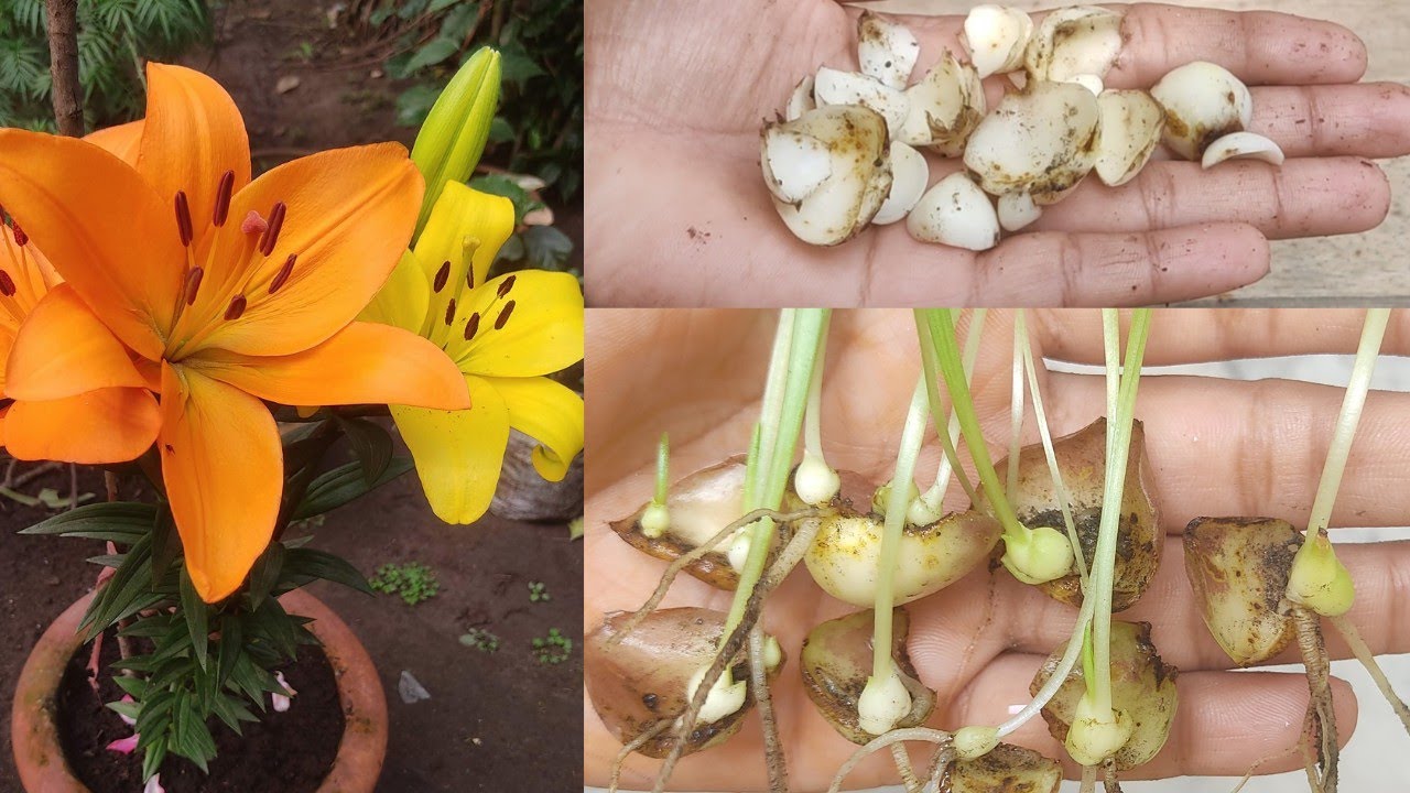 Try to Propagate Asiatic Lily by Tubers एशियाटिक लिली को बल्ब से