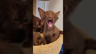 Rare Suphalak kittens by Permes Cattery 40 views 3 days ago 1 minute, 41 seconds