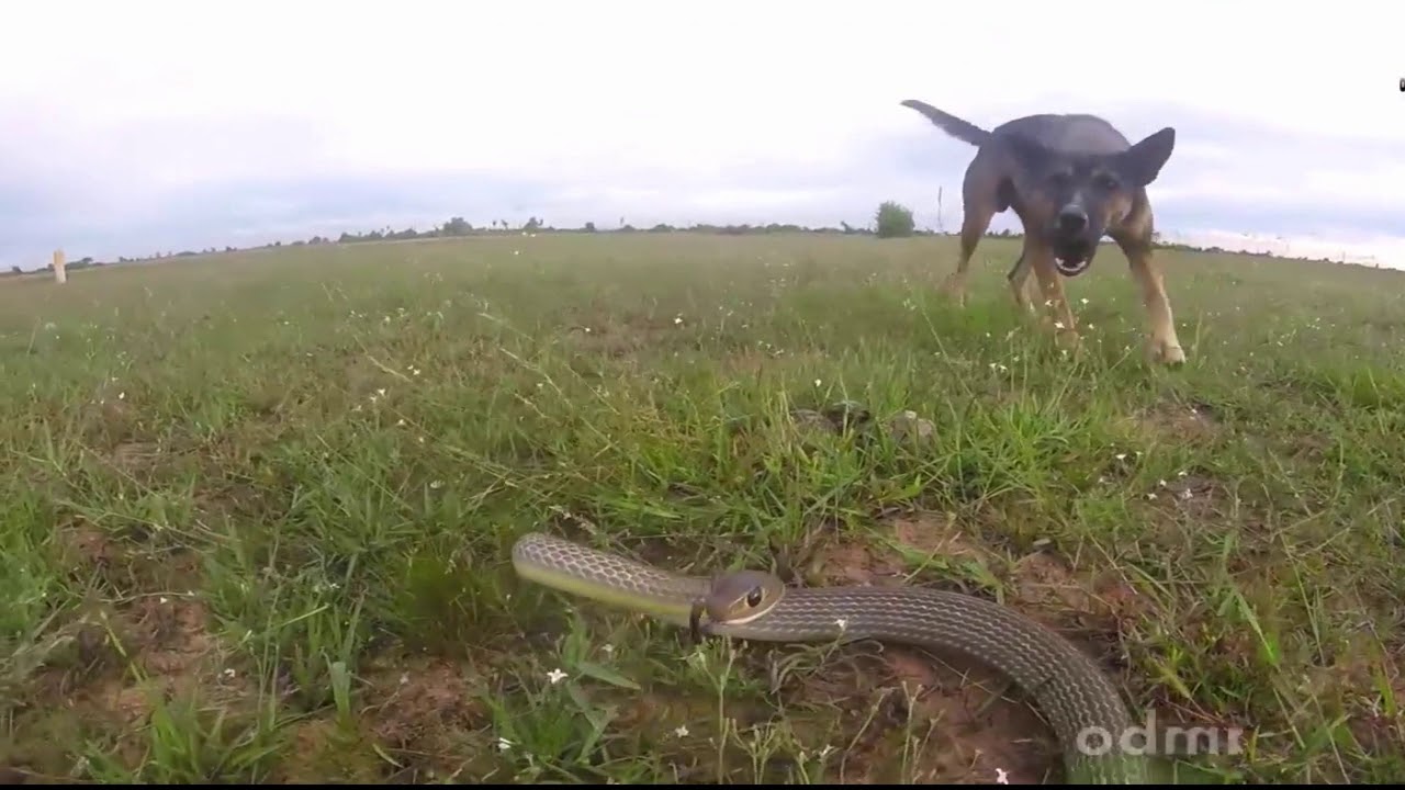 Snake vs Dog   Smart Dogs Bite Vicious Snake