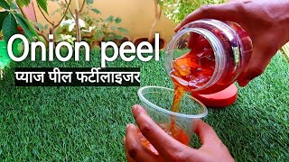 How to make Onion peel fertilizer for plants प्याज पील फर्टीलाइजर कैसे बनाये