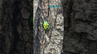 ಜೀವ ಜಗತ್ತು...#insects#lifeisbutadream #nature#nature#artist#travellers#tracking#wildlife#philosophy