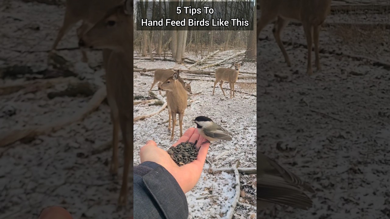 Hand Feed Birds Like This
