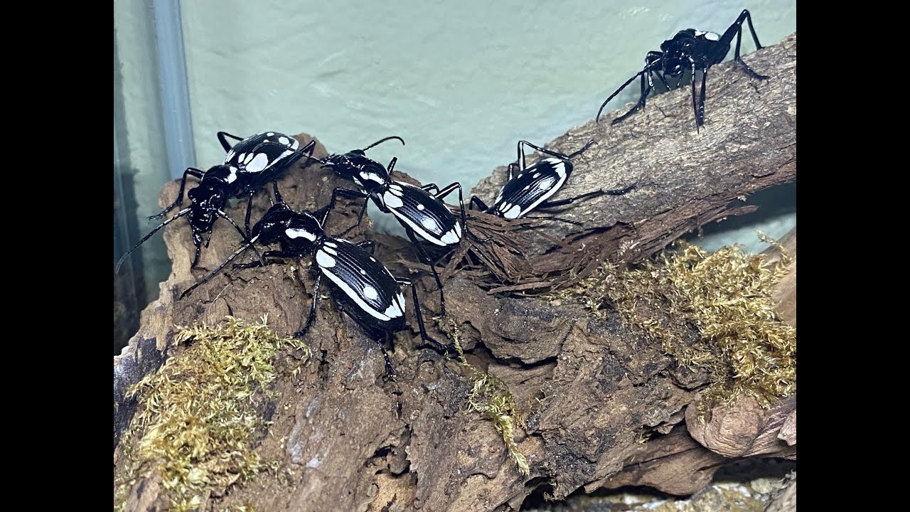 Egyptian Predatory Beetle housing and care