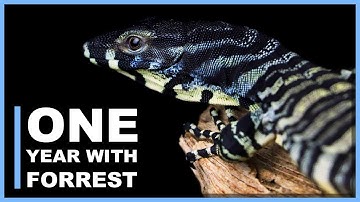 One Year with Forrest the Lace Monitor and Taming Tips!