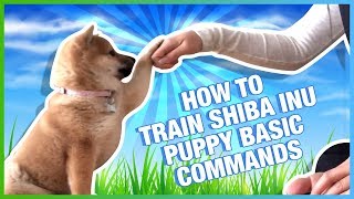 HOW TO TRAIN YOUR SHIBA INU PUPPY BASIC COMMANDS